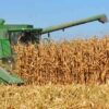 Productores reducirían el área de siembra por falta de precio rentable