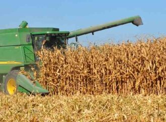 Productores reducirían el área de siembra por falta de precio rentable