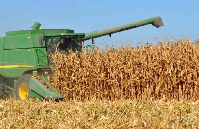Productores reducirían el área de siembra por falta de precio rentable