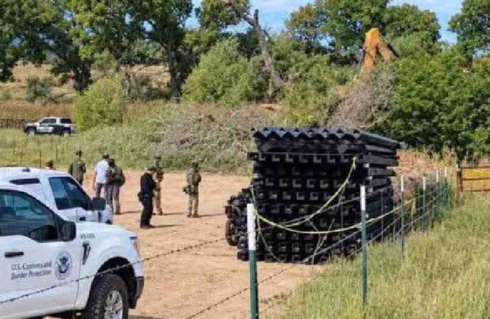 Derriban a La Abuela, un álamo de 200 años por construcción de muro fronterizo