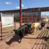 El 30 de noviembre reabren frontera a la exportación de ganado en Nogales