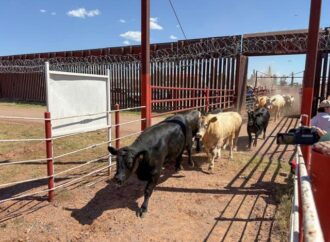 El 30 de noviembre reabren frontera a la exportación de ganado en Nogales
