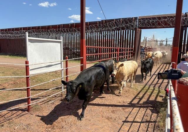 El 30 de noviembre reabren frontera a la exportación de ganado en Nogales